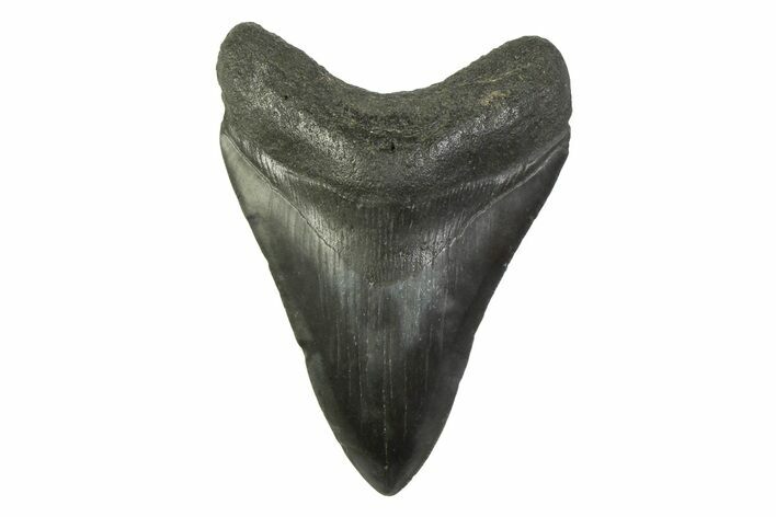 Fossil Megalodon Tooth - South Carolina #341374